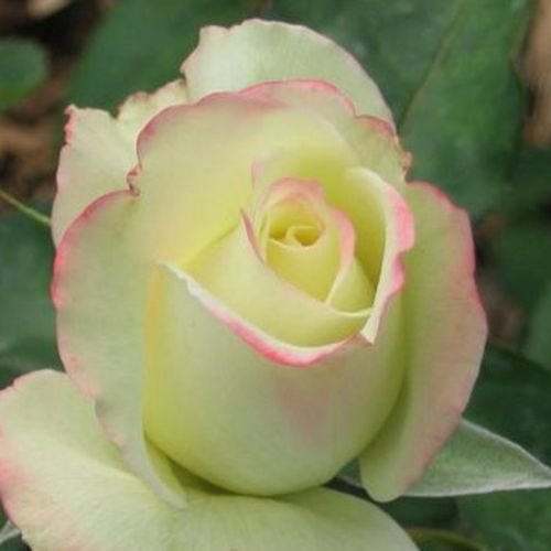 Rosa  Athena® - žlutá - růžová - Stromkové růže s květmi čajohybridů - stromková růže s rovnými stonky v koruně